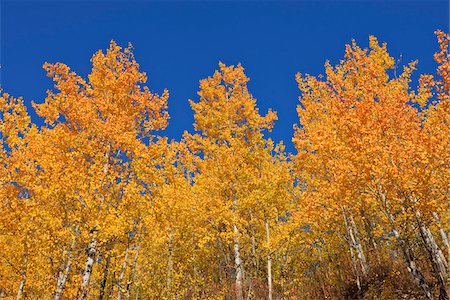 simsearch:700-06465623,k - American Aspens (Populus tremuloides) in Autumn Foliage against Blue Sky, Grand Teton National Park, Wyoming, USA Foto de stock - Sin royalties Premium, Código: 600-08082864