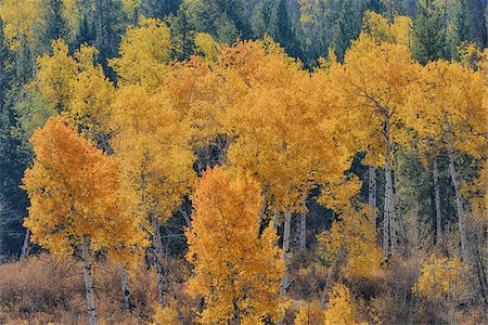 simsearch:700-06465624,k - American Aspens (Populus tremuloides) in Autumn Foliage, Grand Teton National Park, Wyoming, USA Stock Photo - Premium Royalty-Free, Code: 600-08082869