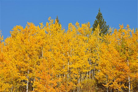 simsearch:700-06465623,k - American Aspens (Populus tremuloides) in Autumn Foliage against Blue Sky, Grand Teton National Park, Wyoming, USA Foto de stock - Sin royalties Premium, Código: 600-08082862