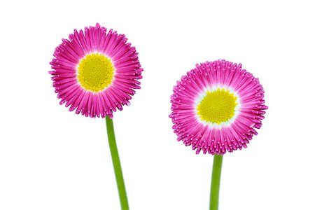 English Daisy (Bellis perennis) on White Background, Studio Shot Photographie de stock - Premium Libres de Droits, Code: 600-08082942