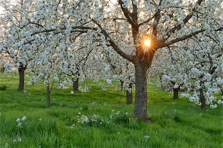 simsearch:600-03484615,k - Sun through Cherry Trees Blossoming in Spring, Baden Wurttemberg, Black Forest (Schwarzwald), Germany Foto de stock - Sin royalties Premium, Código: 600-08082957