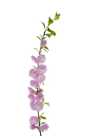 simsearch:649-07648640,k - Japanese Cherry Blossom (Prunus serrulata) on White Background, Studio Shot Stock Photo - Premium Royalty-Free, Code: 600-08082959