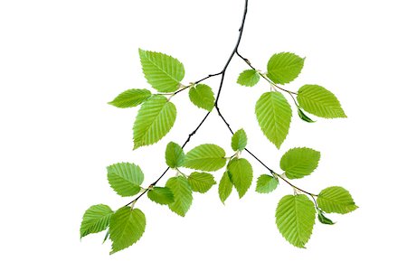 silueta (fotografía) - Branch of European Hornbeam (Carpinus betulus) on White Background, Studio Shot Foto de stock - Sin royalties Premium, Código: 600-08082966