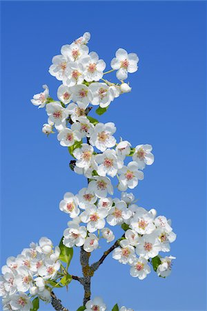 simsearch:700-08122187,k - Pear Tree (Pyrus communis) Branch with Blossoms against Clear Blue Sky, Bavaria, Germany Stock Photo - Premium Royalty-Free, Code: 600-08082962