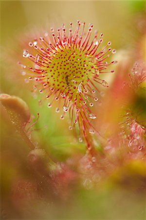 simsearch:700-08122187,k - Close-up of a round-leaved sundew (Drosera rotundifolia) plant in early summer, Upper Palatinate, Bavaria, Germany Stock Photo - Premium Royalty-Free, Code: 600-08107036