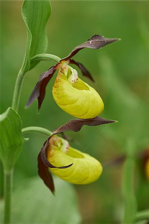 simsearch:700-08122187,k - Close-up of lady's-slipper orchid (Cypripedium calceolus) blossom in a forest in early summer, Upper Palatinate, Bavaria, Germany Stock Photo - Premium Royalty-Free, Code: 600-08107033