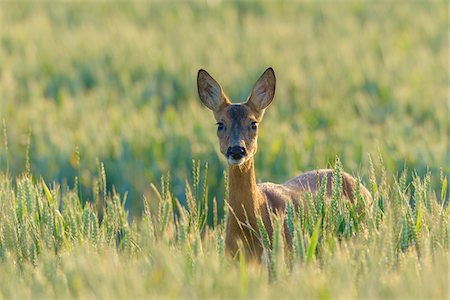 simsearch:600-06899747,k - Female Western Roe Deer (Capreolus capreolus) in Corn Field, Hesse, Germany Stock Photo - Premium Royalty-Free, Code: 600-08102960