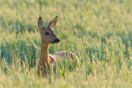 simsearch:600-06899747,k - Female Western Roe Deer (Capreolus capreolus) in Corn Field, Hesse, Germany Stock Photo - Premium Royalty-Free, Code: 600-08102961