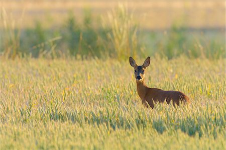 simsearch:600-06899747,k - Female Western Roe Deer (Capreolus capreolus) in Corn Field, Hesse, Germany Stock Photo - Premium Royalty-Free, Code: 600-08102962