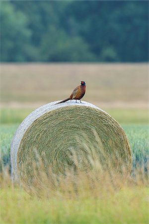 simsearch:600-06899747,k - Ring-necked Pheasant (Phasianus colchicus) on Hay Bale in Summer, Hesse, Germany Stock Photo - Premium Royalty-Free, Code: 600-08102977