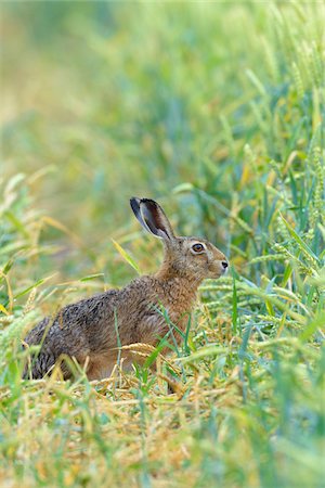 simsearch:600-06899747,k - European Brown Hare (Lepus europaeus) in Corn Field in Summer, Hesse, Germany Stock Photo - Premium Royalty-Free, Code: 600-08102970