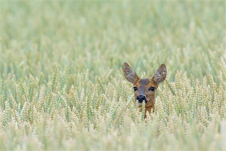 simsearch:600-06899747,k - Female Western Roe Deer (Capreolus capreolus) in Corn Field, Hesse, Germany Stock Photo - Premium Royalty-Free, Code: 600-08102980