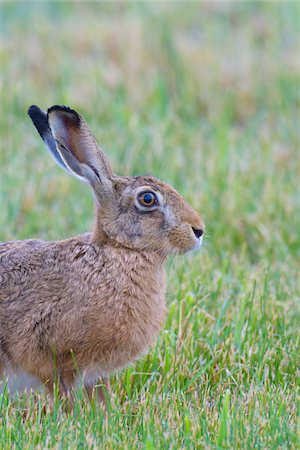 simsearch:600-08210007,k - European Brown Hare (Lepus europaeus) in Summer, Hesse, Germany Stock Photo - Premium Royalty-Free, Code: 600-08102981