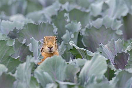 simsearch:600-08210007,k - European Brown Hare (Lepus europaeus) in Red Cabbage Field in Summer, Hesse, Germany Stock Photo - Premium Royalty-Free, Code: 600-08102982