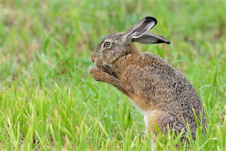 simsearch:600-08210007,k - European Brown Hare (Lepus europaeus) in Summer, Hesse, Germany Stock Photo - Premium Royalty-Free, Code: 600-08102983