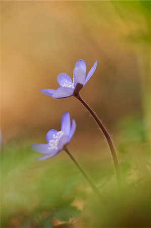 sticking out - Close-up of Common Hepatica (Anemone hepatica) on the forest-floor in early spring, Upper Palatinate, Bavaria, Germany Stock Photo - Premium Royalty-Free, Code: 600-08122048