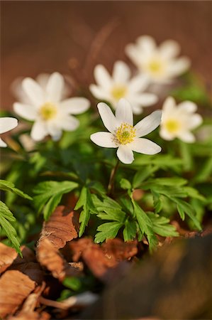 simsearch:700-08122187,k - Close-up of wood anemone (Anemone nemorosa) on the forest-floor in early spring, Upper Palatinate, Bavaria, Germany Stock Photo - Premium Royalty-Free, Code: 600-08122049