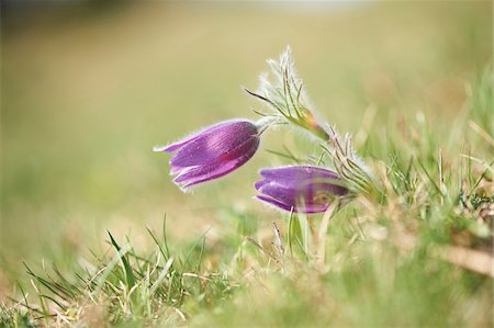 sticking out - Close-up of pasque flower (Pulsatilla vulgaris) blossoms on a meadow in spring, Upper Palatinate, Bavaria, Germany Stock Photo - Premium Royalty-Free, Code: 600-08122054