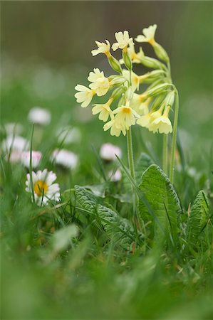 simsearch:700-08122187,k - Close-up of true oxlip (Primula elatior) blossoms on a meadow in spring, Upper Palatinate, Bavaria, Germany Stock Photo - Premium Royalty-Free, Code: 600-08122051