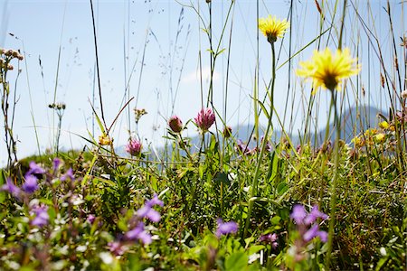 Flower Field in Summer, Strobl, Salzburger Land, Austria Foto de stock - Sin royalties Premium, Código: 600-08138856