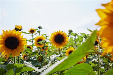 simsearch:600-06773257,k - Field of Sunflowers in Summer, Carinthia, Austria Stock Photo - Premium Royalty-Free, Code: 600-08138884