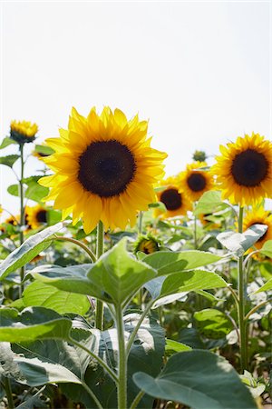 simsearch:600-06773257,k - Field of Sunflowers in Summer, Carinthia, Austria Stock Photo - Premium Royalty-Free, Code: 600-08138885