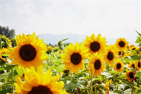 simsearch:600-06773257,k - Field of Sunflowers in Summer, Carinthia, Austria Stock Photo - Premium Royalty-Free, Code: 600-08138887