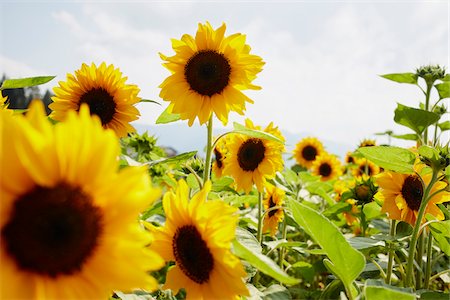 simsearch:600-06773257,k - Field of Sunflowers in Summer, Carinthia, Austria Stock Photo - Premium Royalty-Free, Code: 600-08138888