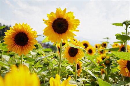 simsearch:600-06773257,k - Field of Sunflowers in Summer, Carinthia, Austria Stock Photo - Premium Royalty-Free, Code: 600-08138889