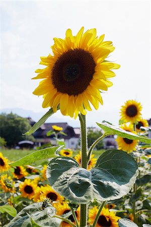 simsearch:600-06773257,k - Field of Sunflowers in Summer, Carinthia, Austria Stock Photo - Premium Royalty-Free, Code: 600-08138880
