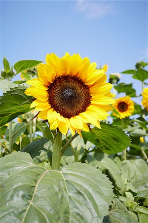 simsearch:600-06773257,k - Field of Sunflowers in Summer, Carinthia, Austria Stock Photo - Premium Royalty-Free, Code: 600-08138881