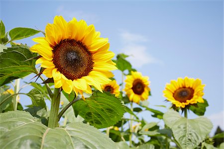 simsearch:600-06773257,k - Field of Sunflowers in Summer, Carinthia, Austria Stock Photo - Premium Royalty-Free, Code: 600-08138882