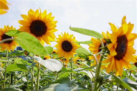 simsearch:600-06773257,k - Field of Sunflowers in Summer, Carinthia, Austria Stock Photo - Premium Royalty-Free, Code: 600-08138883
