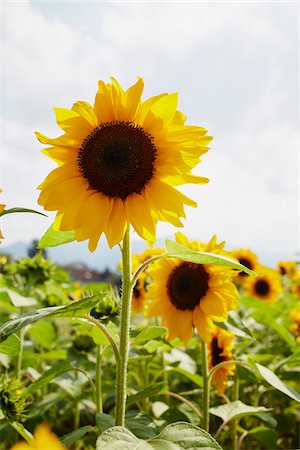 simsearch:600-06773257,k - Field of Sunflowers in Summer, Carinthia, Austria Stock Photo - Premium Royalty-Free, Code: 600-08138890