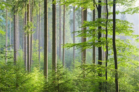 European Beech (Fagus sylvatica) Forest on Misty Morning, Spessart, Bavaria, Germany Foto de stock - Sin royalties Premium, Código: 600-08145825