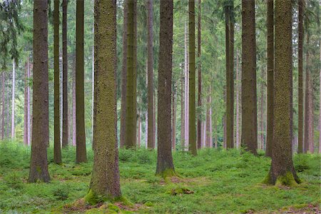 simsearch:600-06334279,k - Spruce Forest, Natural Regeneration, Odenwald, Hesse, Germany Stock Photo - Premium Royalty-Free, Code: 600-08145834