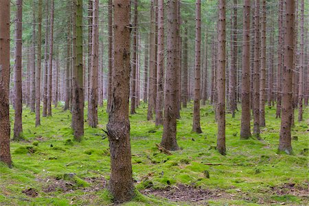 simsearch:600-06334279,k - Spruce Forest, Odenwald, Hesse, Germany Stock Photo - Premium Royalty-Free, Code: 600-08145831