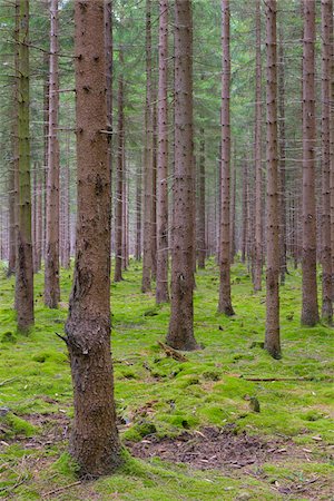 simsearch:600-06334279,k - Spruce Forest, Odenwald, Hesse, Germany Stock Photo - Premium Royalty-Free, Code: 600-08145832