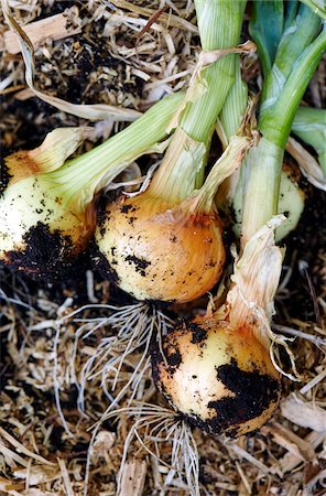 simsearch:700-06334366,k - Fresh Young Spanish Onions Partially Dug up from the Earth in Vegetable Garden Stock Photo - Premium Royalty-Free, Code: 600-08167361
