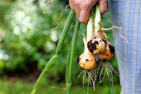 simsearch:700-06334366,k - Man Standing Outdoors Holding Young Spanish Onions freshly dug from Garden, Toronto, Ontario, Canada Stock Photo - Premium Royalty-Free, Code: 600-08167362