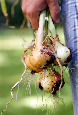 simsearch:600-05786510,k - Man Standing Outdoors Holding Young Spanish Onions Freshly dug from the Garden, Toronto, Ontario, Canada Stock Photo - Premium Royalty-Free, Code: 600-08167381