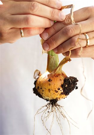 simsearch:700-06334366,k - Man's Hands Holding Young Spanish Onion freshly dug from Garden, Toronto, Ontario, Canada Stock Photo - Premium Royalty-Free, Code: 600-08167382