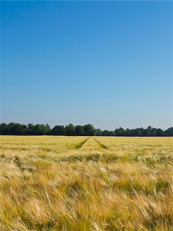 simsearch:6109-07498113,k - Wheat field with tire tracks in the background, Germany Stock Photo - Premium Royalty-Free, Code: 600-08169208