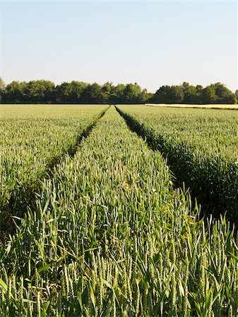 simsearch:700-02245818,k - Wheat field with tire tracks, Germany Stock Photo - Premium Royalty-Free, Code: 600-08169213