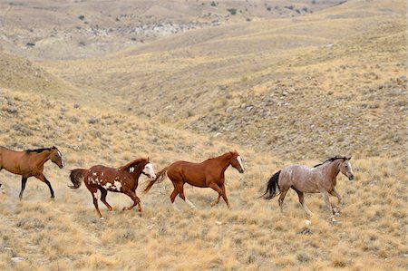 simsearch:600-08171776,k - Wild horses running in wilderness, Rocky Mountains, Wyoming, USA Foto de stock - Sin royalties Premium, Código: 600-08171765