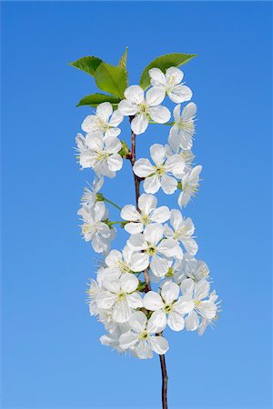 european cherry trees branches - Close-up of cherry tree blossoms on tree branch against clear, blue sky, spring. Baden-Wuerttemberg, Schwarzwald, Germany. Foto de stock - Sin royalties Premium, Código: 600-08171794
