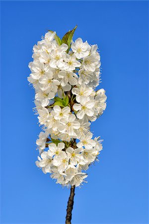 european cherry trees branches - Close-up of cherry tree blossoms on tree branch against clear, blue sky, spring. Baden-Wuerttemberg, Schwarzwald, Germany. Foto de stock - Sin royalties Premium, Código: 600-08171790