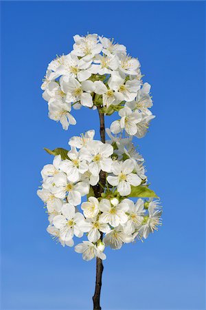 european cherry trees branches - Close-up of cherry tree blossoms on tree branch against clear, blue sky, spring. Baden-Wuerttemberg, Schwarzwald, Germany. Foto de stock - Sin royalties Premium, Código: 600-08171791