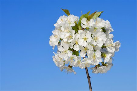 european cherry trees branches - Close-up of cherry tree blossoms on tree branch against clear, blue sky, spring. Baden-Wuerttemberg, Schwarzwald, Germany. Stock Photo - Premium Royalty-Free, Code: 600-08171793