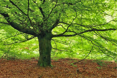 simsearch:649-06432787,k - Beech Tree in forest. Sababurg, Reinhardswald, Kassel District, Hesse, Germany. Stock Photo - Premium Royalty-Free, Code: 600-08171808